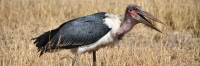 MarabouStork_2315 1